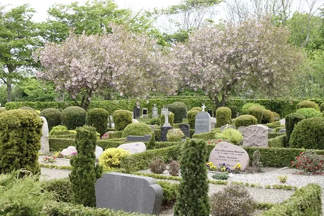 Billede af en kirkegård med gravsten, hække og blomstrende træer.